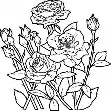 Rose 17